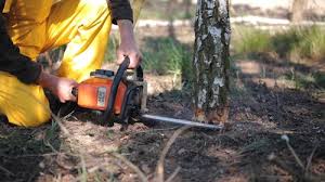 Best Tree Risk Assessment  in Greentree, NJ