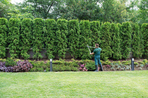 Best Fruit Tree Pruning  in Greentree, NJ