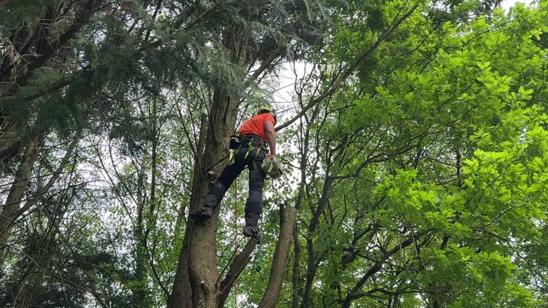 Best Weed Control  in Greentree, NJ