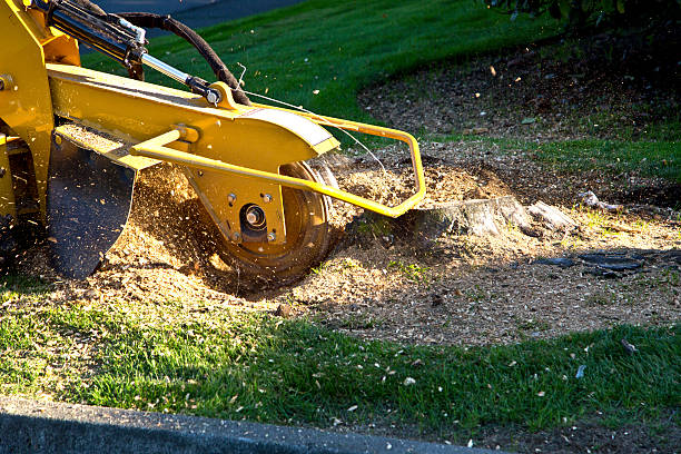 Best Lawn Grading and Leveling  in Greentree, NJ