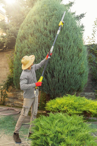 How Our Tree Care Process Works  in  Greentree, NJ