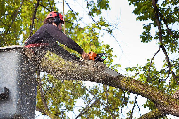 Leaf Removal in Greentree, NJ