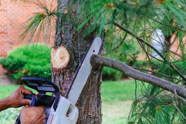 Best Lawn Dethatching  in Greentree, NJ